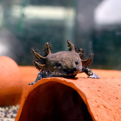 Ein Ambystoma andersoni auf einer Höhle im Aquarium