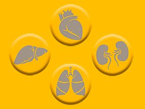 Grafiken von Herz, Leber, Lunge und Niere in Grau auf gelbem Hintergrund. Copyright: MHH/Transplantationszentrum