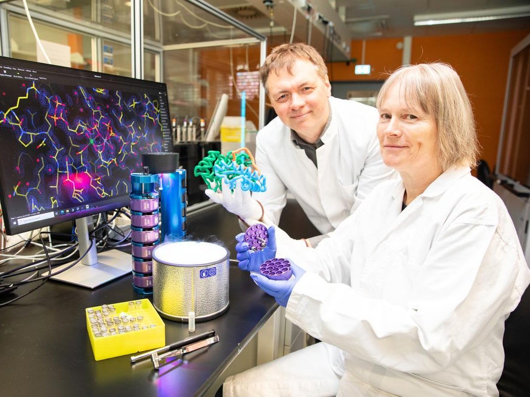 Ein Mann und eine Frau in weißen Kitteln sind in einem Labor zu sehen. Neben ihnen steht ein Bildschirm, auf dem die Struktur des Proteins Oligoadenylat-Synthase zu sehen ist. Copyright: Karin Kaiser/MHH
