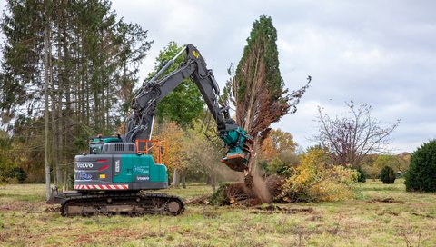 Rodungsmaschine zieht einen Baum samt Wurzelwerk aus dem Boden.