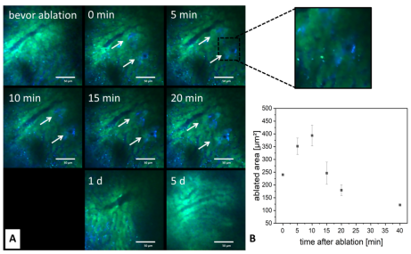 In vivo ablation of single cells in the liver before ablation and at various time points after ablation.