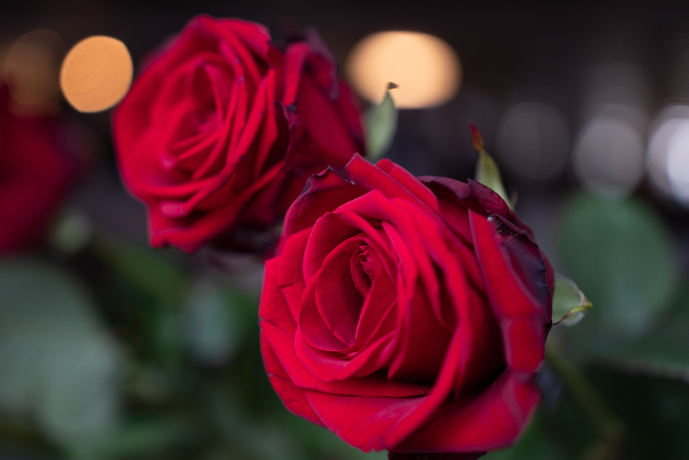 © Annika Morchner, MHH Nahaufnahme der roten Rosen
