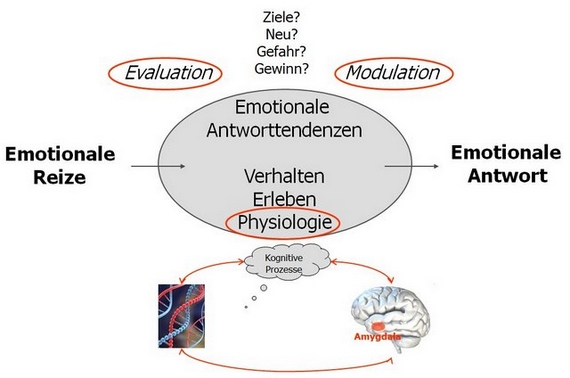 Copyright: Wittfoth, Dina/Neuroradiologie/MHH Copyright: Wittfoth, Dina/Neuroradiologie/MHH