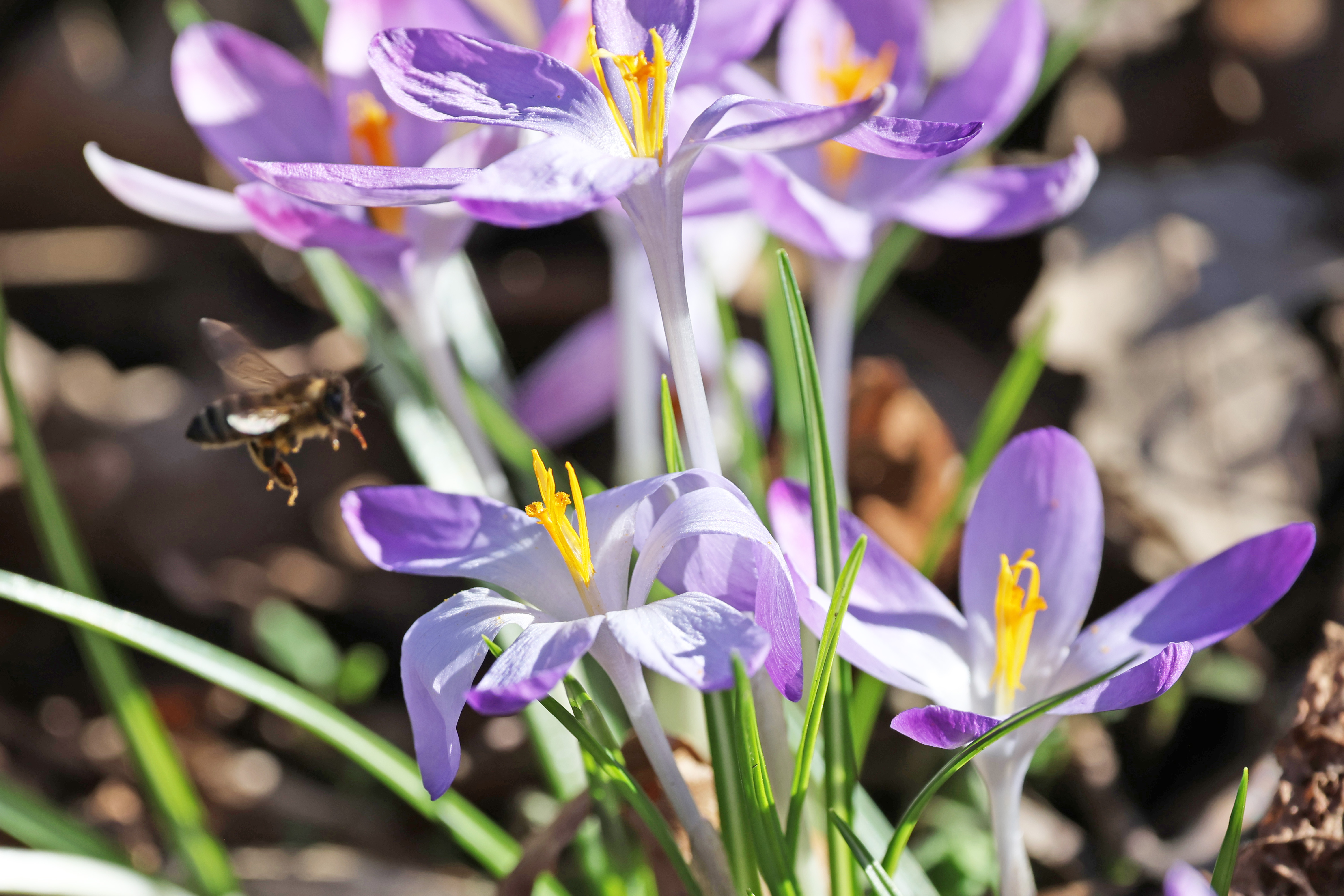 eine Biene fliegt über Krokusblüten im Berggarten Hannover (01.03.2026)