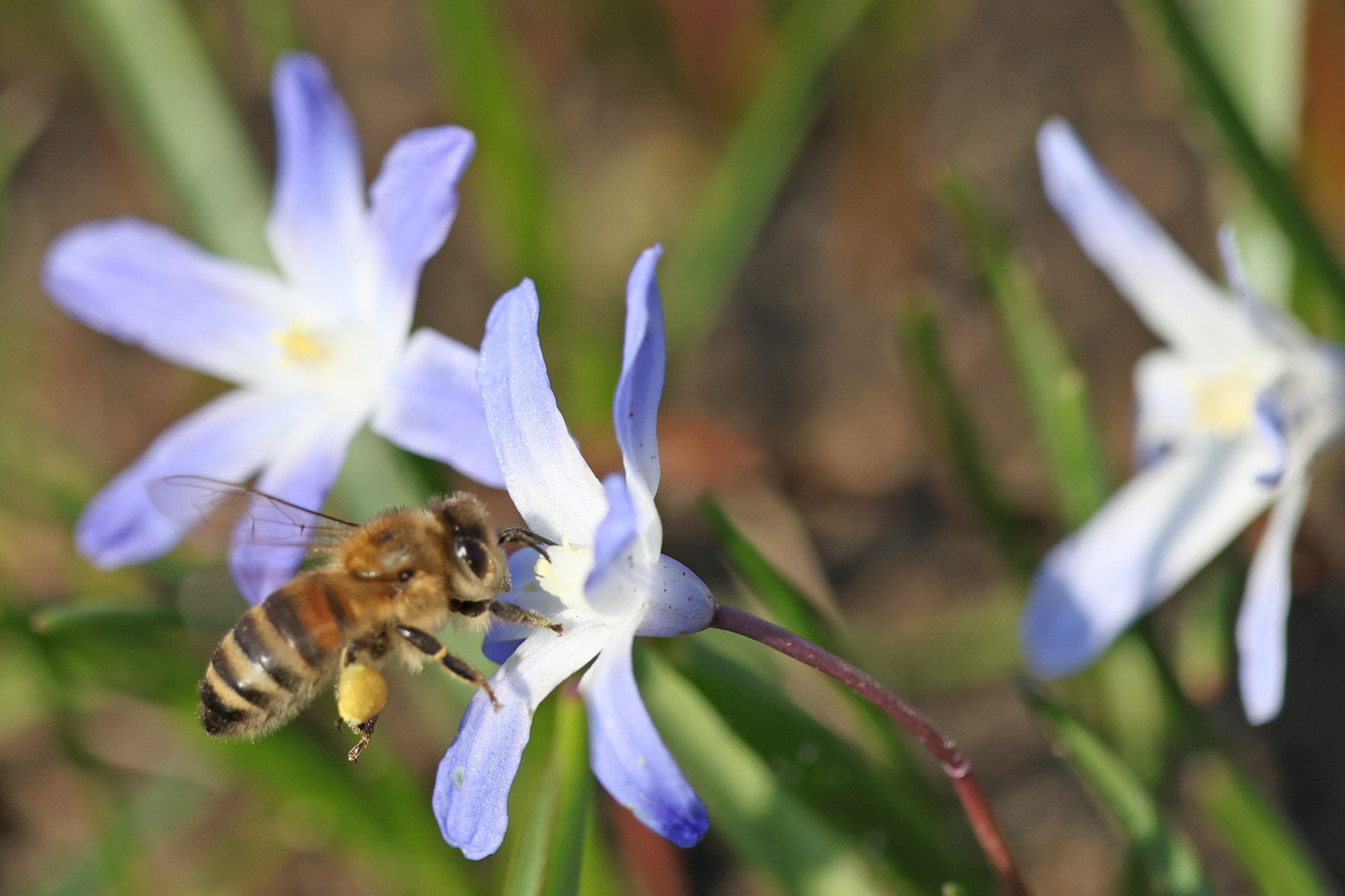 Eine Biene fliegt eine Scilla-Blüte an. Gesehen am 22.03.2026 im Georgengarten in Hannover.