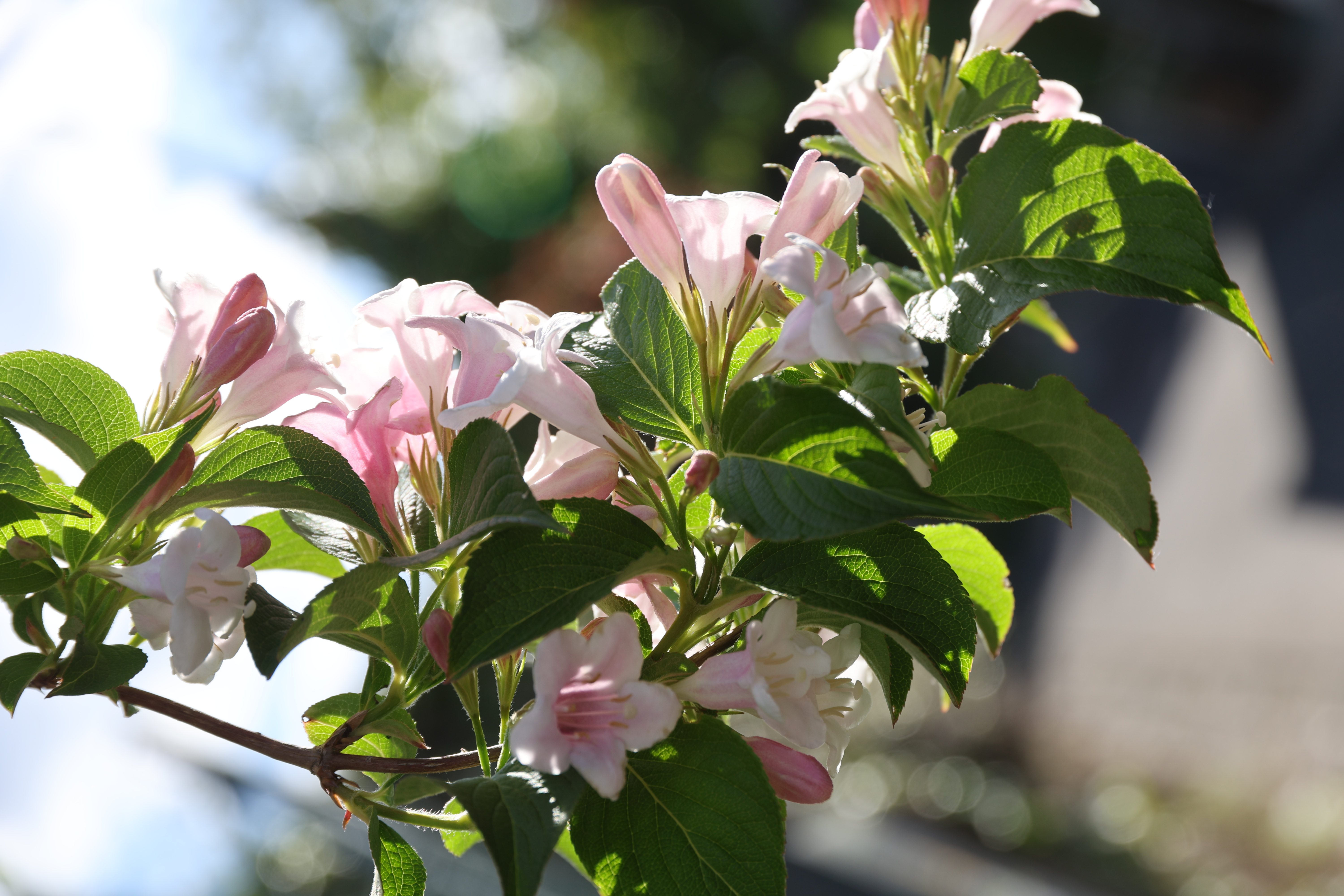 hellrosa Blüten an einem Busch