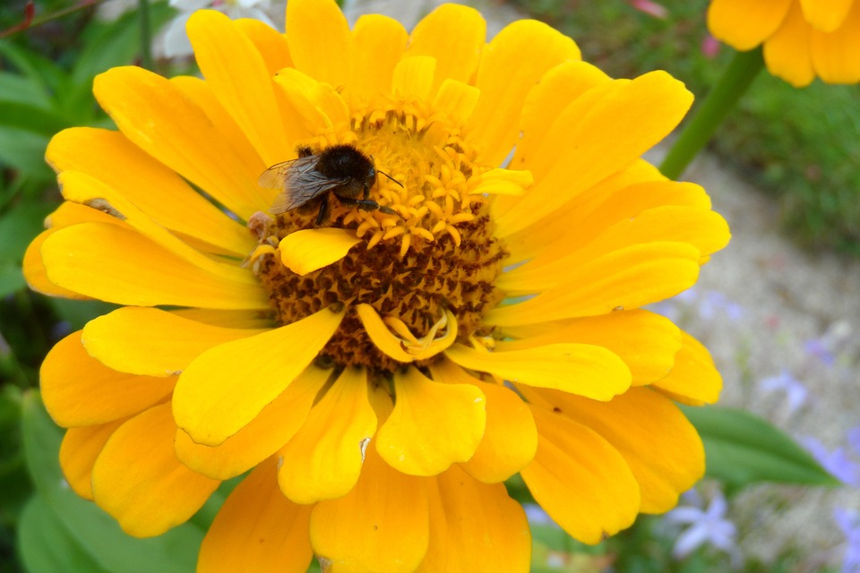 eine Hummel sitzt auf einer gelben Blume