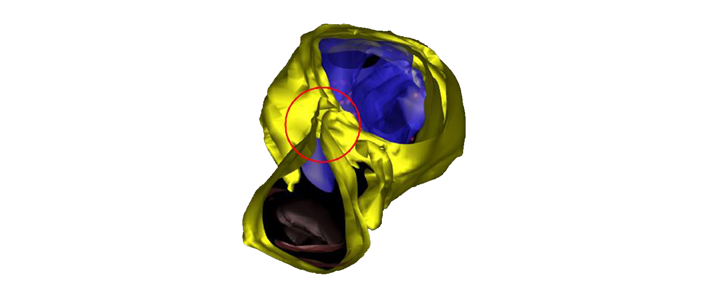 Prof. Dr. Matthias Ochs / Instituts für Funktionelle und Angewandte Anatomie / MHH