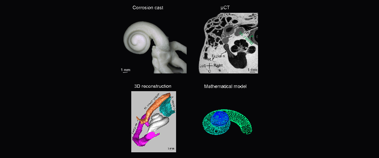 Prof. Dr. Dr. Andrej Kral / Experimentelle Otologie, VIANNA / MHH