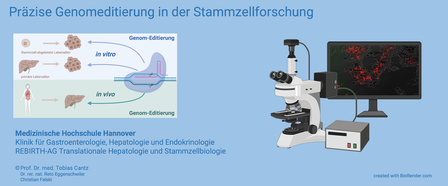 Prof. Dr. Tobias Cantz, Dr. Reto Eggenschwiller, Christian Felski / Klinik für Gastroenterologie, Hepatologie und Endokrinologie / REBIRTH-AG Translationale Hepatologie und Stammzellbiologie / MHH