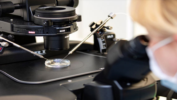 künstliche Befruchtung einer Eizelle unter dem Mikroskop  in der Petrischale