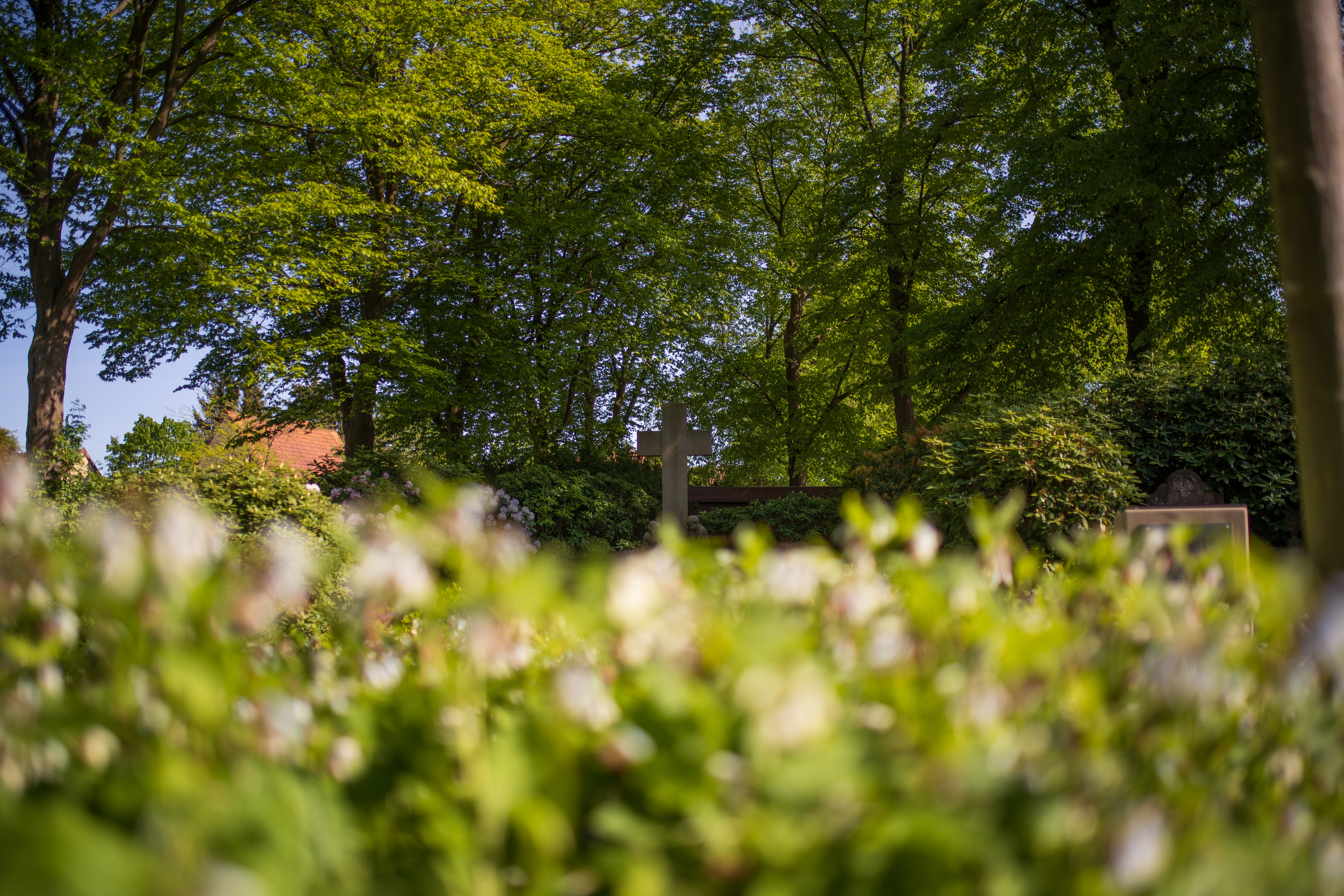 Ausblick der Grabstelle der MHH /Foto:Vivien Schmidt/MHH