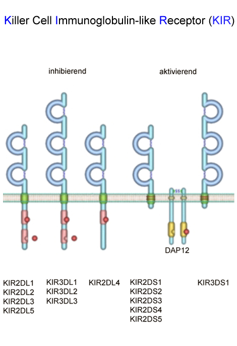 Aktivierende und inhibierende Vertreter aus der Familie der Killer cell immunoglobulin-like receptors sind gezeigt.  Copyright: Jacobs, Roland; KIR/MHH