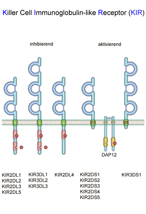 Copyright: Jacobs, Roland; KIR/MHH. Some examples of activating and inhibitory receptors of the immunoglobulin-like receptor family are shown. Copyright: Jacobs, Roland; KIR/MHH.