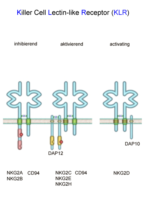 Aktivierende und inhibierende Vertreter aus der Familie der Killer cell lectin-like receptors sind gezeigt.  Copyright: Jacobs, Roland; KIR/MHH