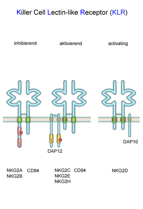 Copyright: Jacobs, Roland; KIR/MHH. Some examples of activating and inhibitory receptors of the killer cell lectin-like receptor family are shown. Copyright: Jacobs, Roland; KIR/MHH.