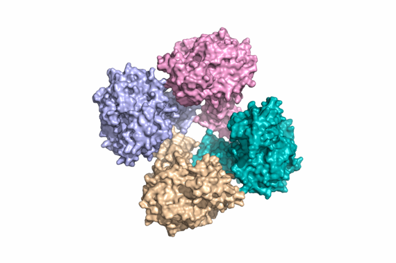 Struktur der Humanen UGP, Copyright: Führing, Jana | Schwarzer, David | Klinische Biochemie | MHH