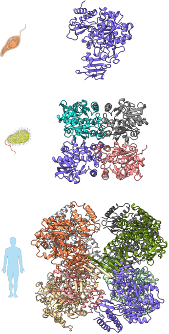 Crystal structures of mono-, tetra- and octameric UGPs