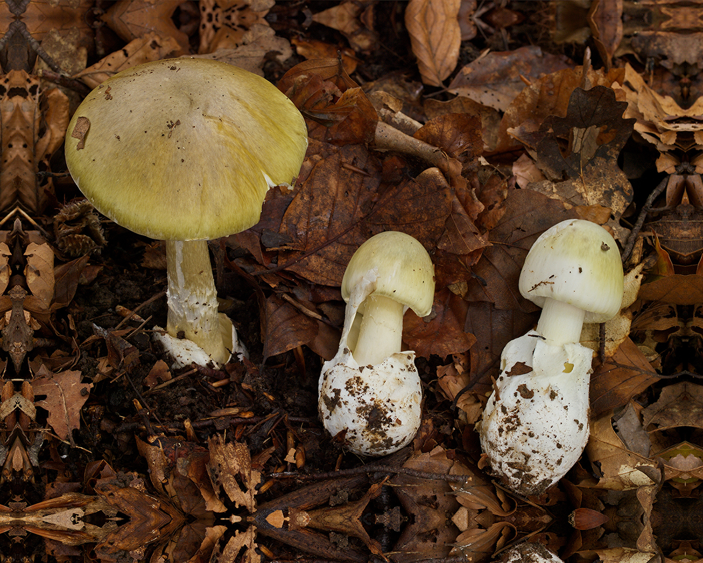 The green amanita mushroom in different stages of growth.