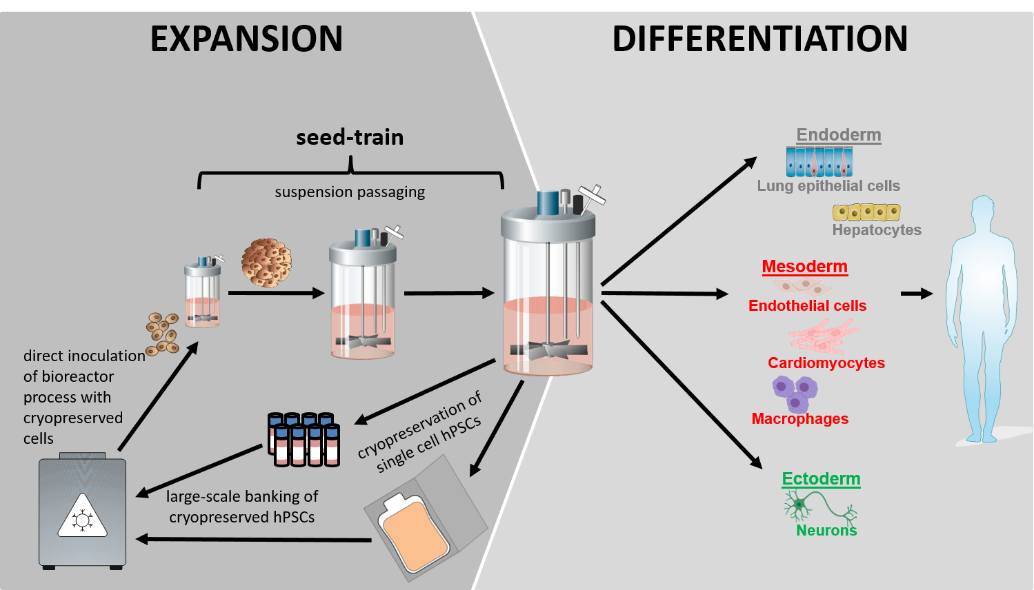 Copyright: Manstein et al. Stem Cells Transl Med. 2021