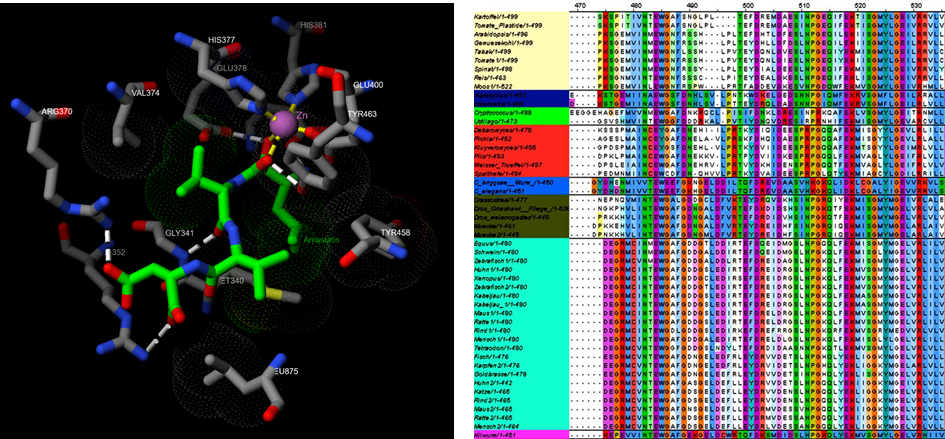 oben: Bindung von Amastatin im nach der menschlichen Aminopeptidase N modellierten Genprodukt pam-1 von Caenorhabditis elegans (erstellt mit JSmol). Copyright: J. Alves - Institut für Biophysikalische Chemie, MHH;  unten: Ausschnitt eines multiplen Alignments von Sequenzen der Hexokinase erstellt mit Programmen des European Bioinformatics Institute (EMBL-EBI) auf https://www.ebi.ac.uk/. Copyright: J. Alves - Institut für Biophysikalische Chemie, MHH