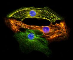 myosin-stain from hipsc