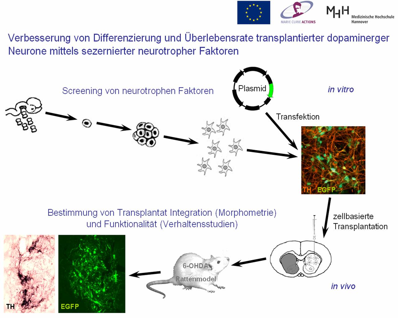 Copyright Prof. C. Grothe, Inst. f. Neuroanatomie und Zellbiologie, MHH
