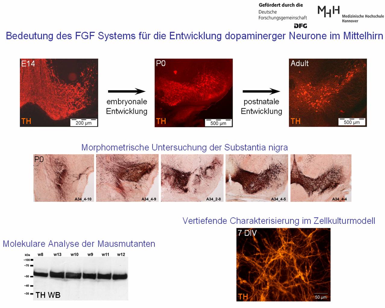 Copyright Prof. C. Grothe, Inst. f. Neuroanatomie und Zellbiologie, MHH