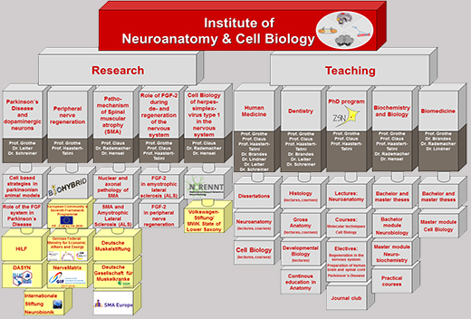 Organization chart, Institute for Neuroanatomy and Cell Biology, MHH