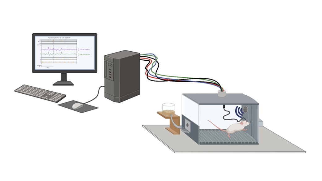 Schematische Zeichnung einer Ratte im Verhaltenstest mit PC zur Visualisierung der Nervenableitung