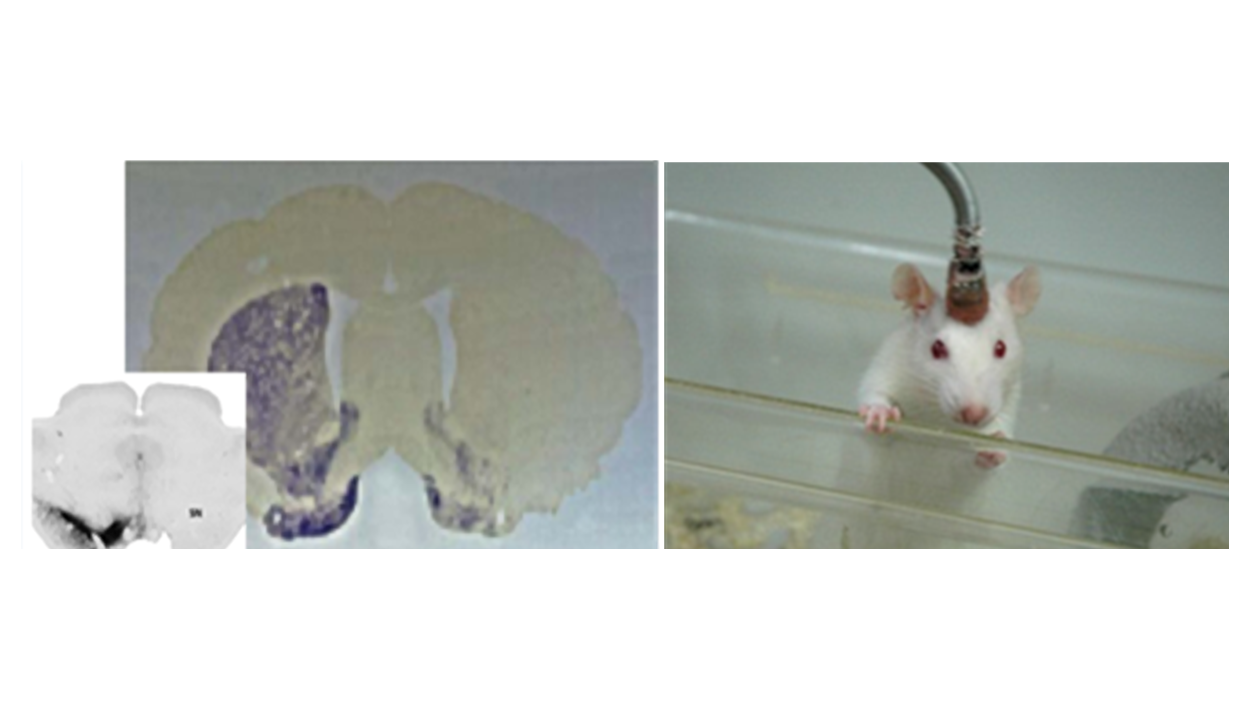 Histologischer Schnitt Rattengehorn und Ratte im Käfig mit Ableitungskabel an der implantierten Elektrode