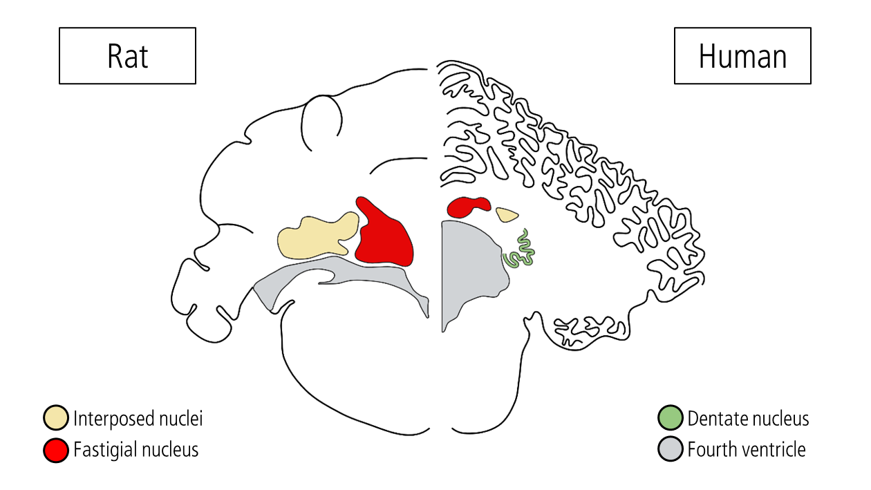Schemazeichnung eines halben Ratten und humane Gehirns mit farbig markierten Zellkerngebieten