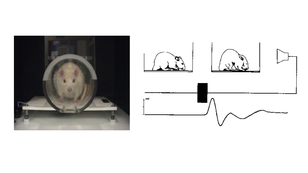 weiße Ratte in Startle Response Röhre, Schemazeichnung Funktion