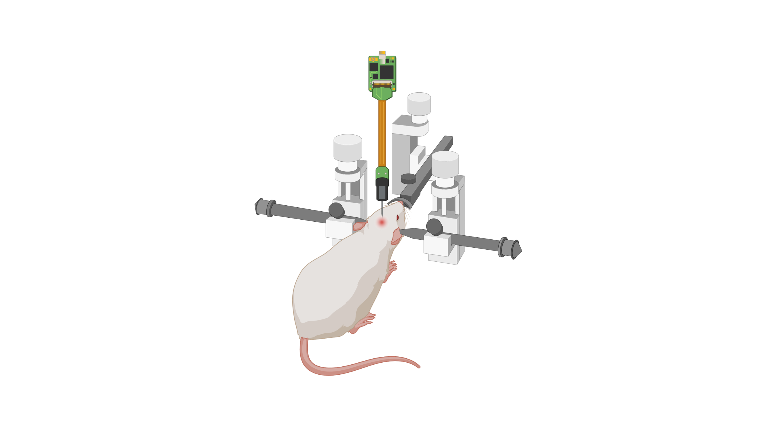Schmazeichnung einer stereotaktischen Elektrodenimplantation an der Ratte