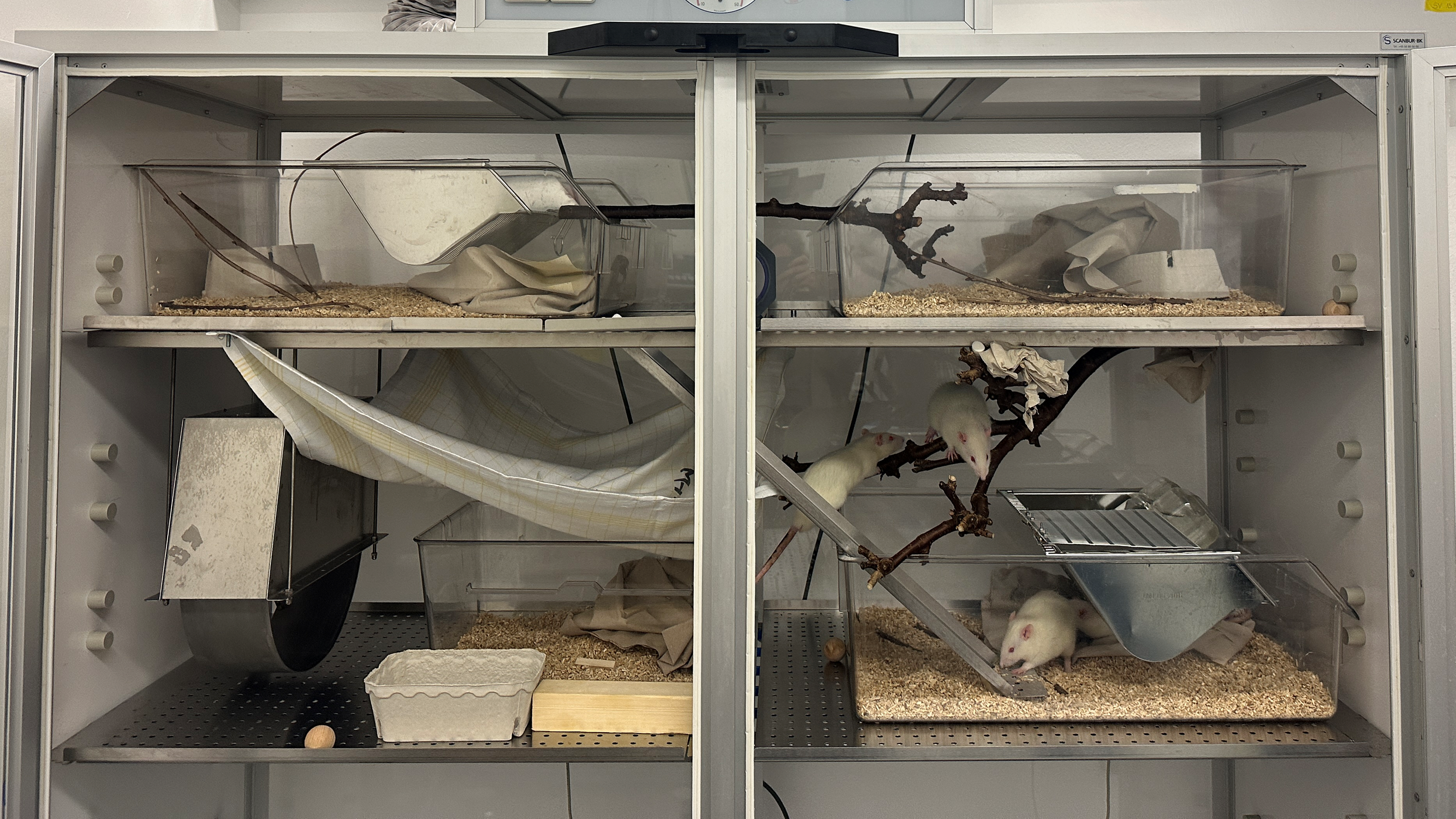 Rattenhaltung in einer großen Voliere (belüfteter Schrank)