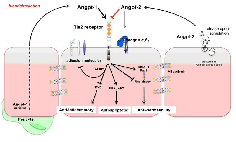 Copyright Nephrologie/MHH