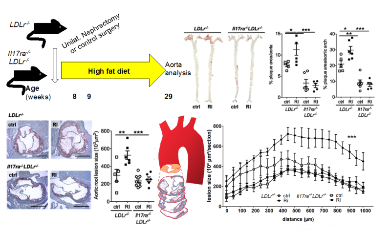 Copyright Nephrologie/MHH