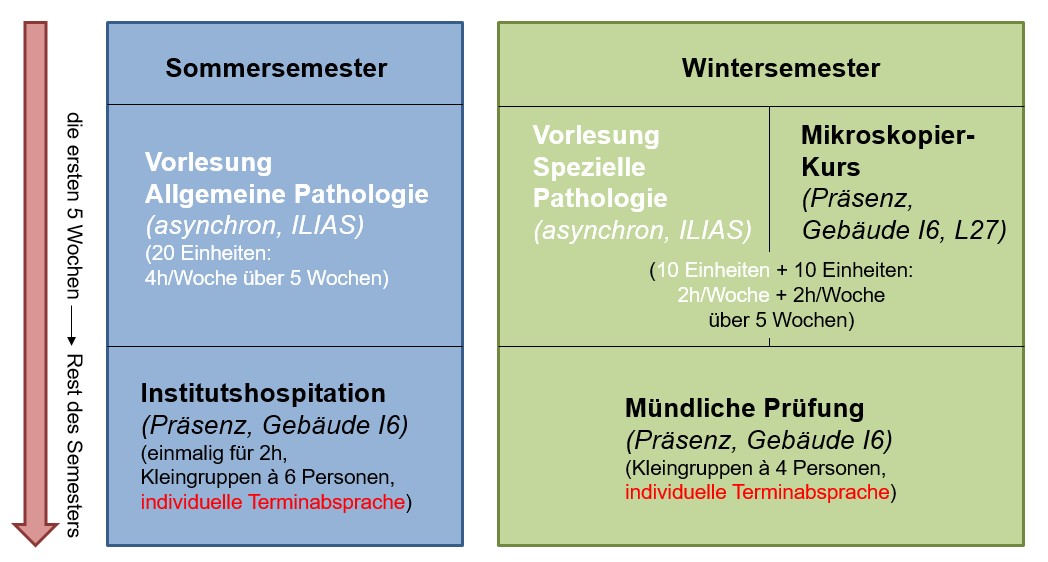 Copyright: Dr. N. Schaumann, Pathologie, MHH