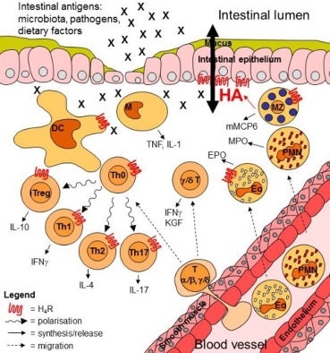 Skizzierte Hypothese zur Funktion des Histamins in der Colitis