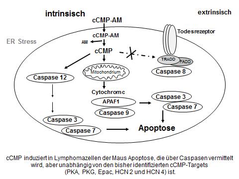 Skizzierte Darstellung der Apoptose-Induktion durch cCMP-AM