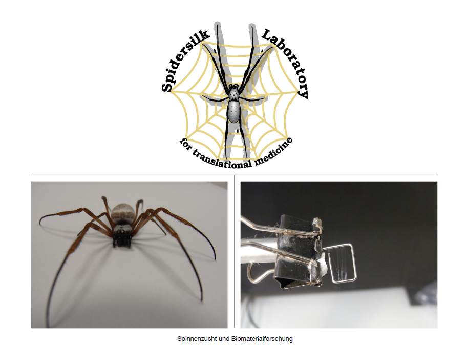 Spinnenzucht und Biomaterialforschung