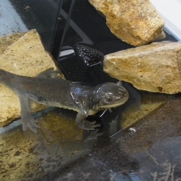 Bild eines Ambystoma mavortium diaboli