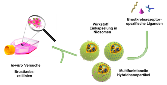 Copyright: Dr. Vesna Bucan, MHH & Victor Maurer, TU Braunschweig Graphik