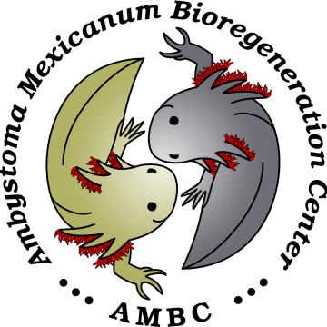 Logo Ambystoma Mexicanum Bioregeneration Center (AMBC)