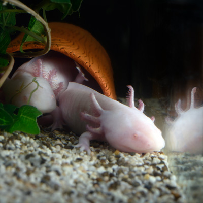 Zwei Ambystoma mexicanum aus einer Höhle im Aquarium kommend.