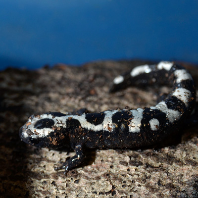 Ein Ambystoma opacum