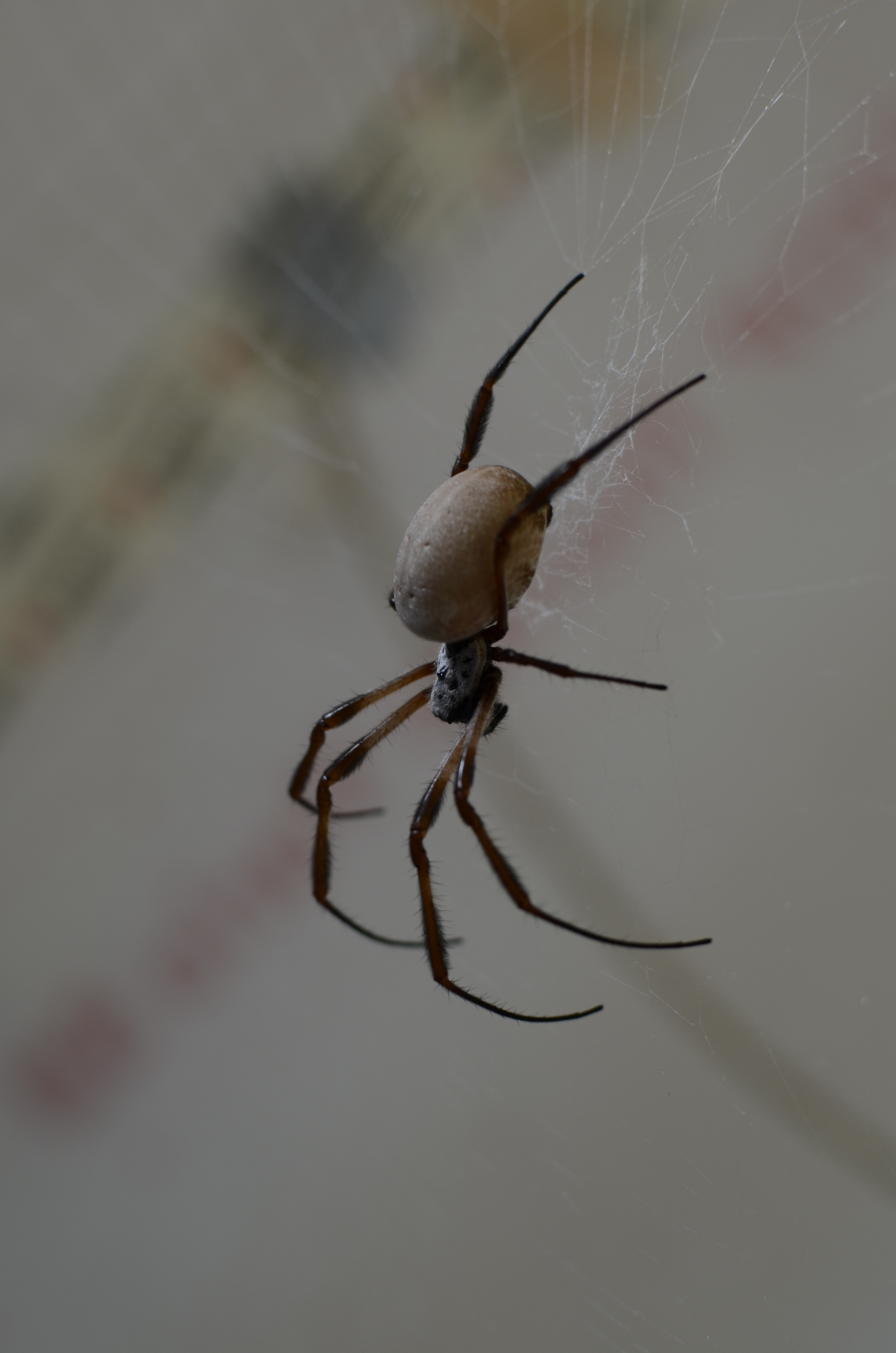 adulte Nephila edulis in freier Laborhaltung