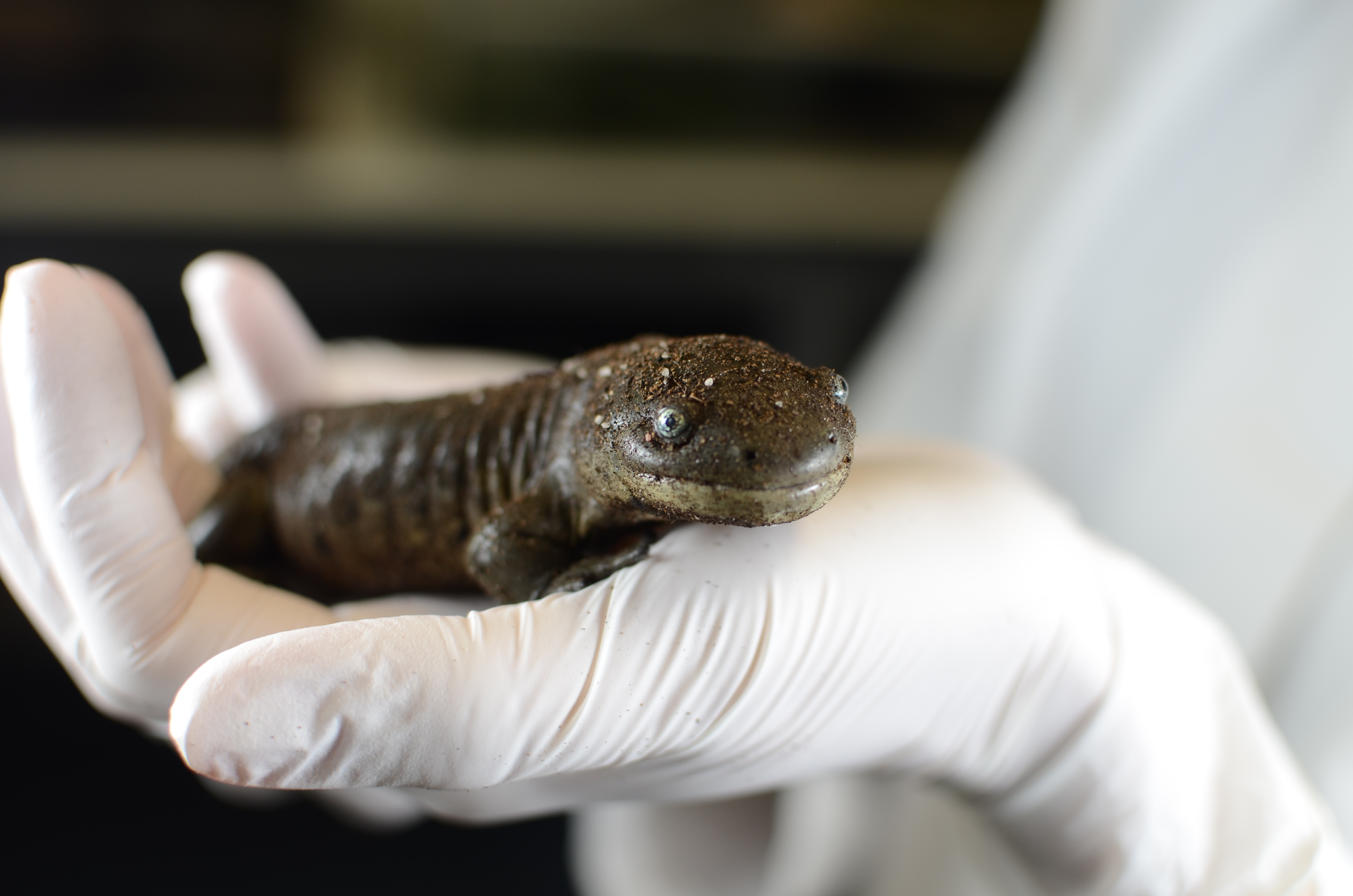 Ein Ambystoma mavortium diaboli in einer Hand mit weißem Handschuh eines Mitarbeiters