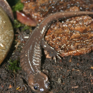 Bild eines Ambystoma gracile
