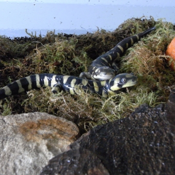 Bild eines Ambystoma mavortium